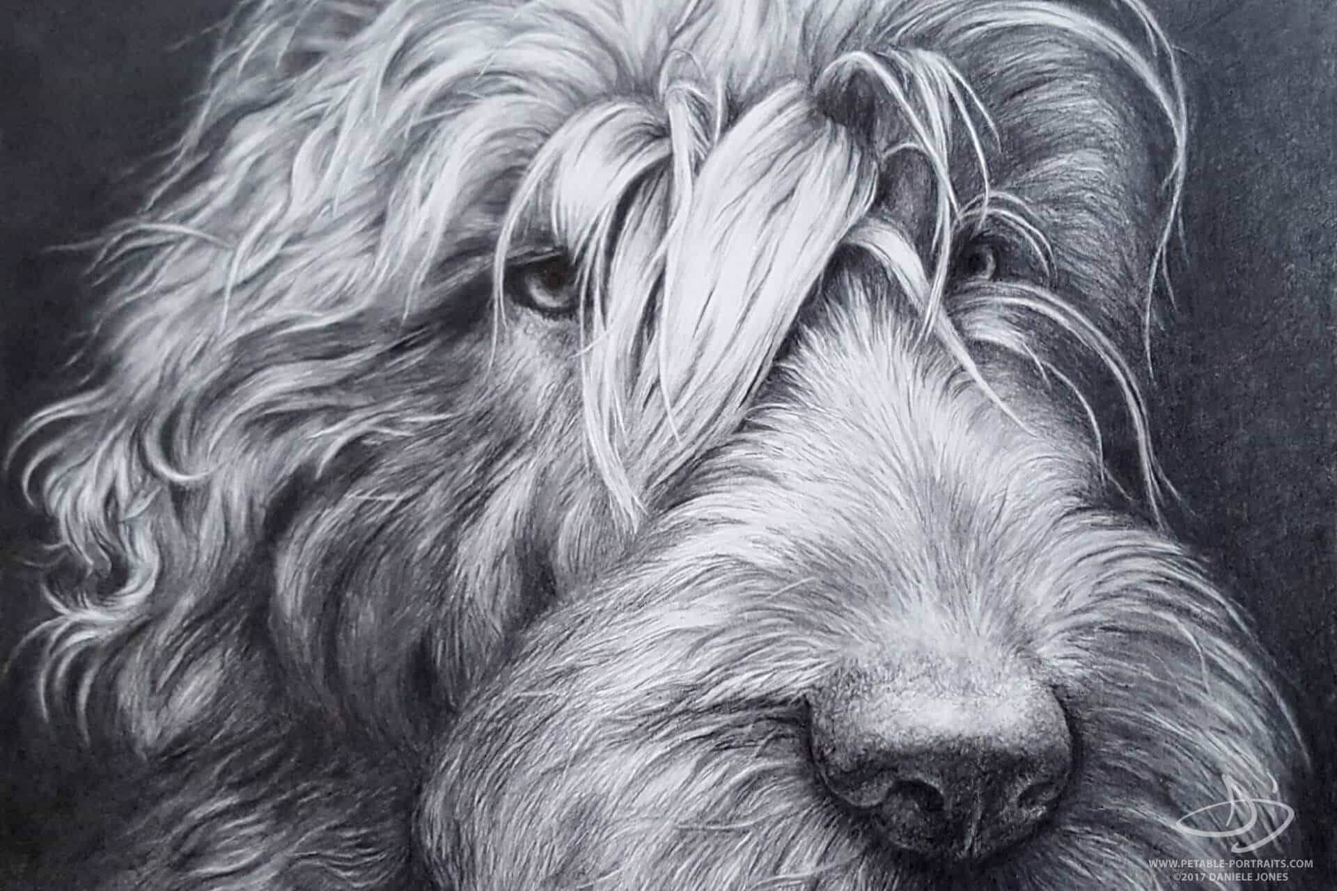 Dog Drawings in Pencil