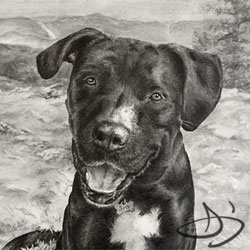 Black dog portrait