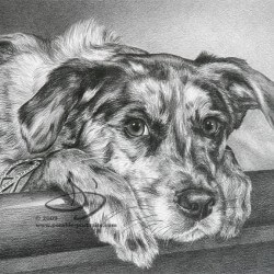 Beagle Dog Portrait in Pencil