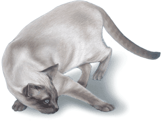 Siamese Cat Portrait